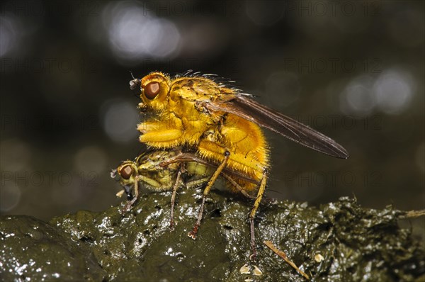 Yellow Dungfly