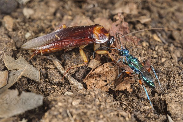 Emerald cockroach wasp