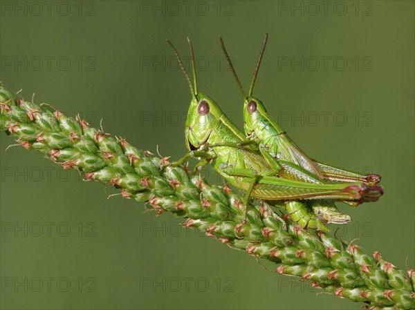 Common Green Grasshopper