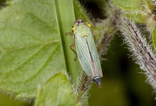 Tettigella viridis