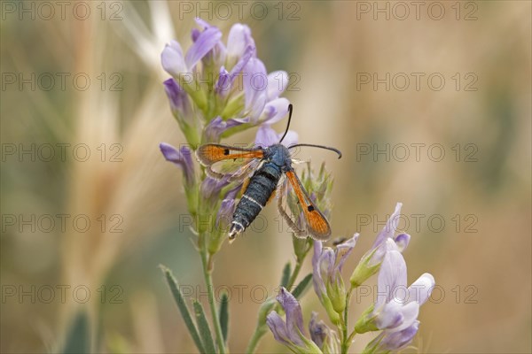 Fiery pyropteron chrysidiforme