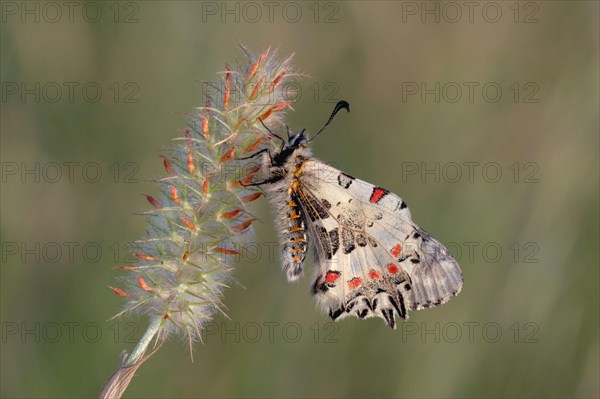 Eastern Festoon