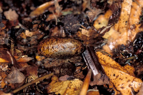 Brown Hairstreak pupa