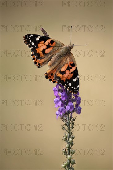 Painted Lady