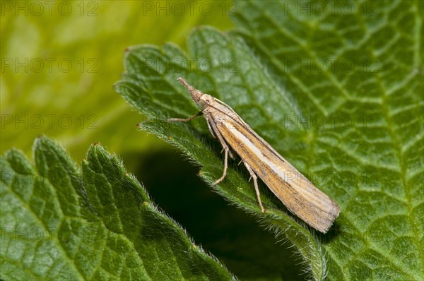 Common grass-veneer