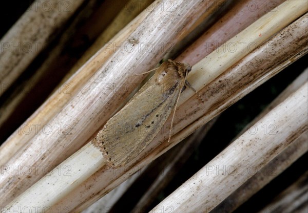 Brown-veined Wainscot