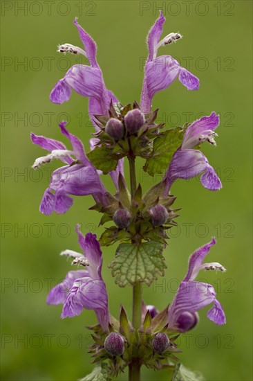 Gargano deadnettle