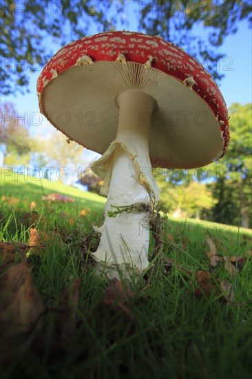 Fly agaric