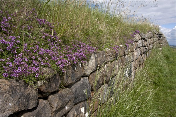 Creeping Thyme