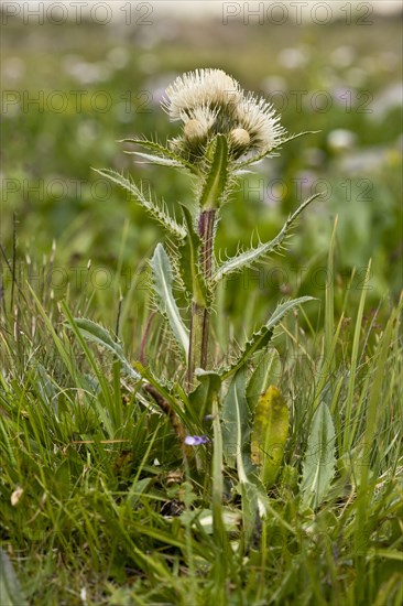 Alpine Thistle