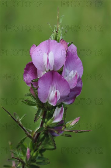 Spiky root close-up of spiny restharrow