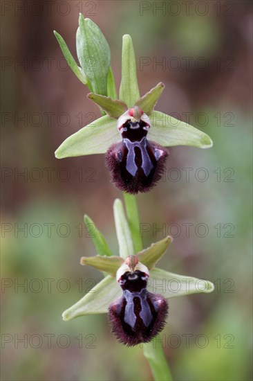 Black ophrys