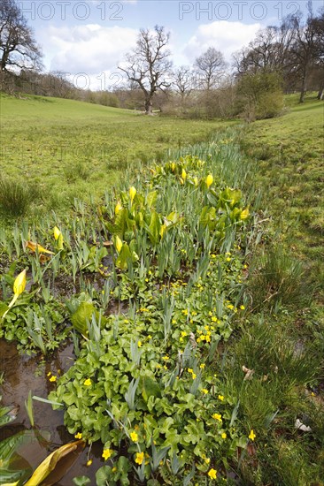 Yellow skunk cabbage