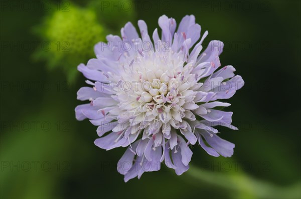 Small Scabious