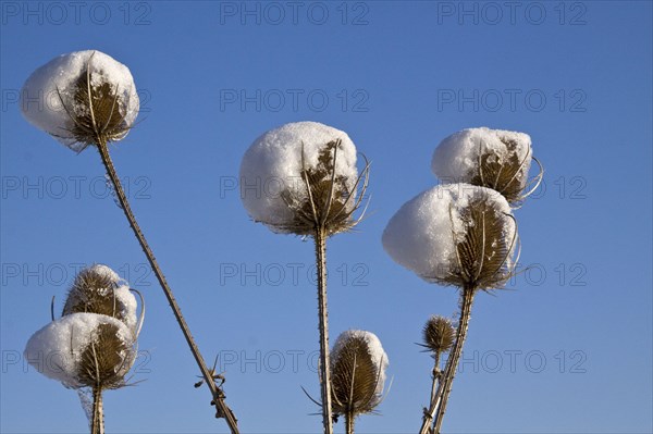 Wild teaspoon with snow