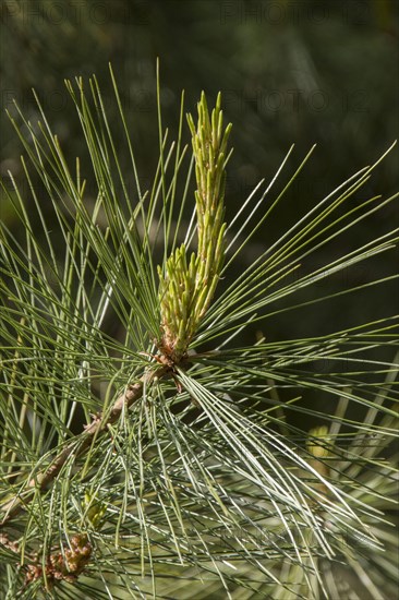 Mexican Weymouth pine