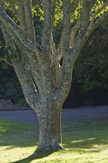 Trunk of cape chestnut