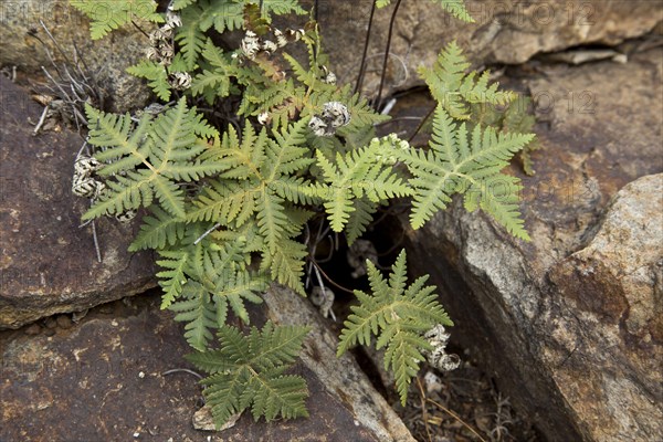 Star Cloak Fern