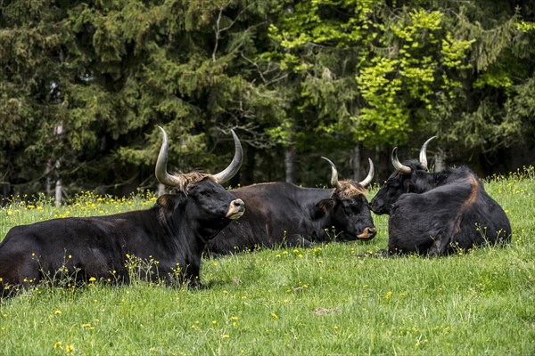 Herd of Heck domestic cattles
