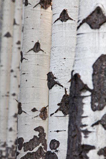 Quaking aspen