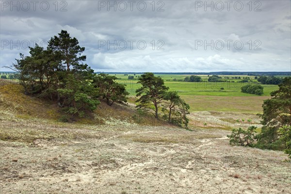 Pine trees in the inland dunes near Klein Schmoelen on the Elbe