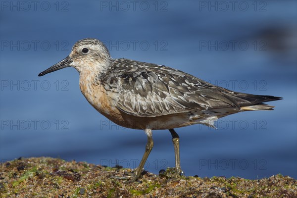 Red red knot