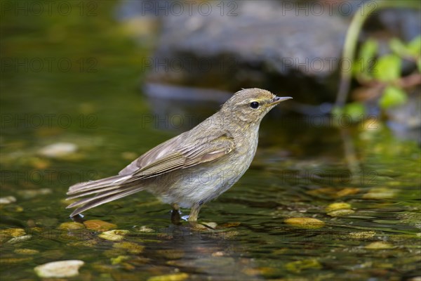 Willow warbler