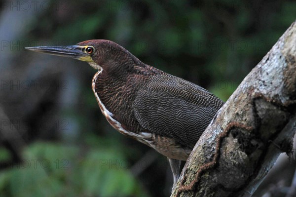 Marbled Tiger Heron