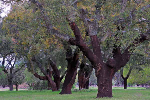 Cork oak