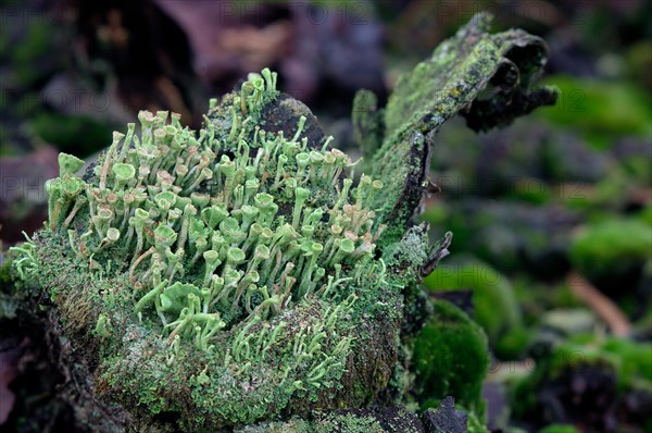 Lichen