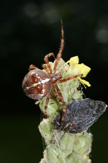 European garden spider