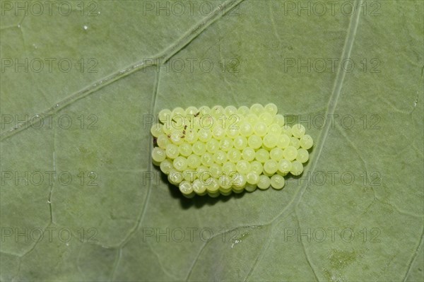 Large cabbage white butterfly