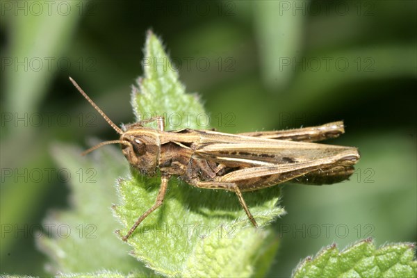 Field grasshopper