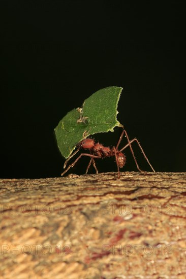 Leafcutter ant