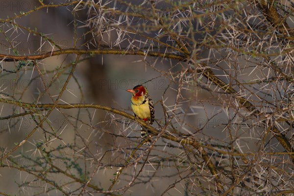 Flame-headed Barbet