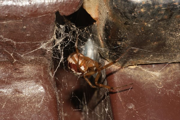 False widow