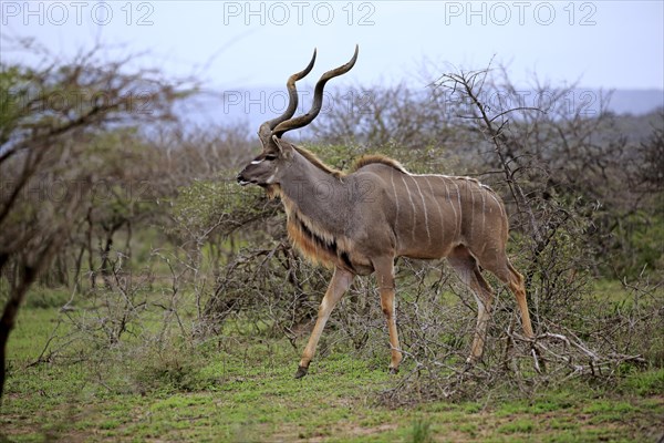 Greater Kudu