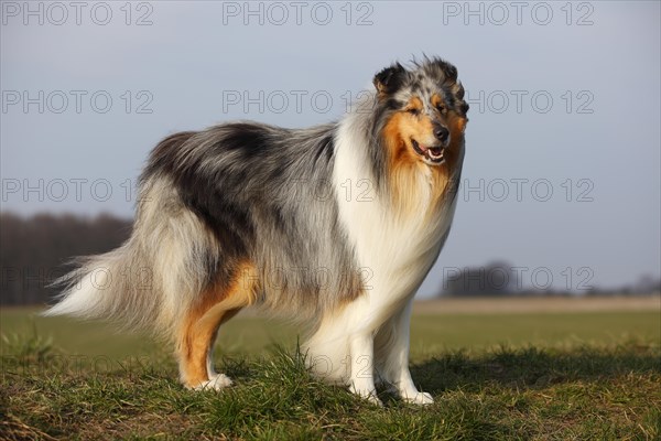 Scottish shepherd dog