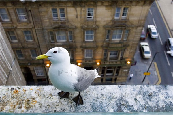 Larus tridactylus