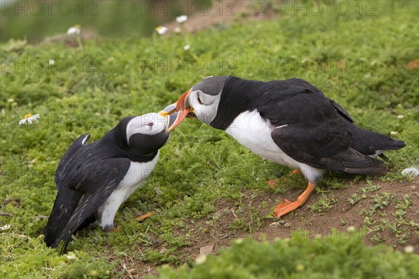 Puffin