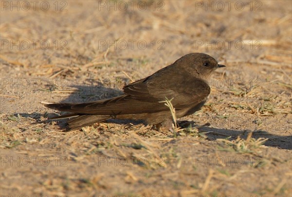 Dusky Crag-martin