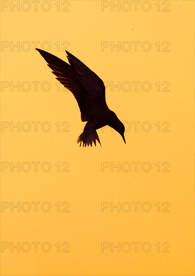 Whiskered Tern