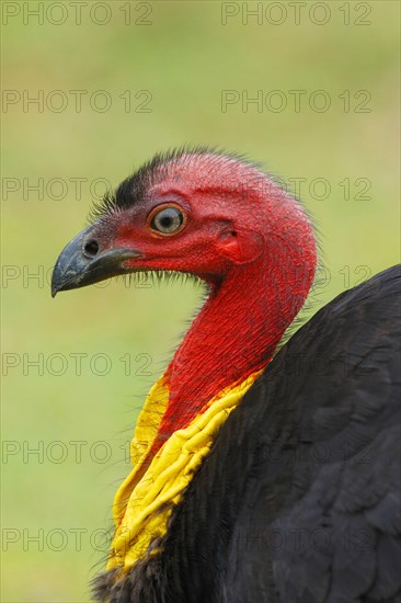 Big-footed chicken