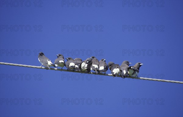 White-breasted woodswallow