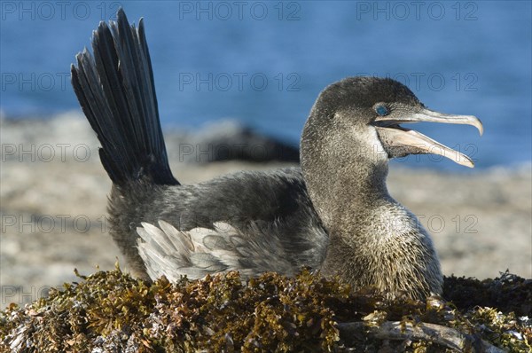 Flightless cormorant