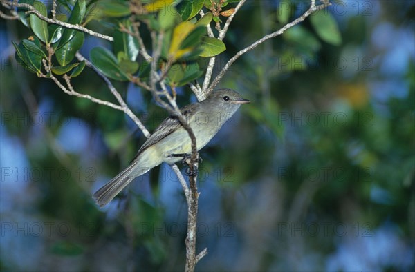 Caribbean caribbean elaenia