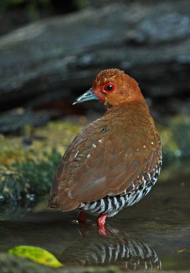 Red-legged Crake