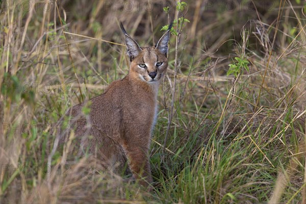 Caracal