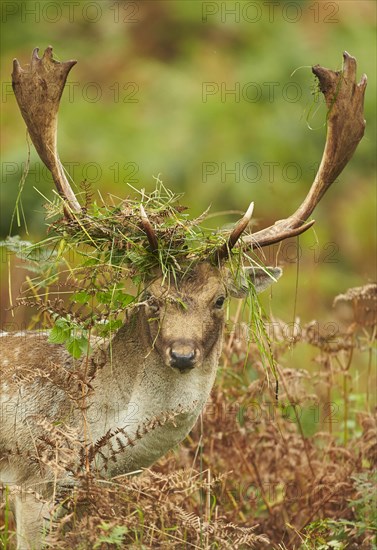 Fallow deer