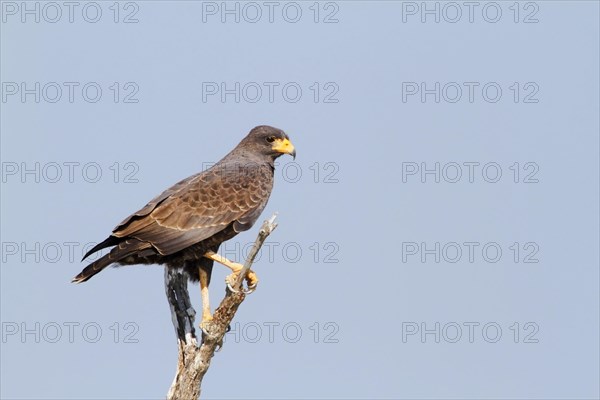 Cuban Black Hawk